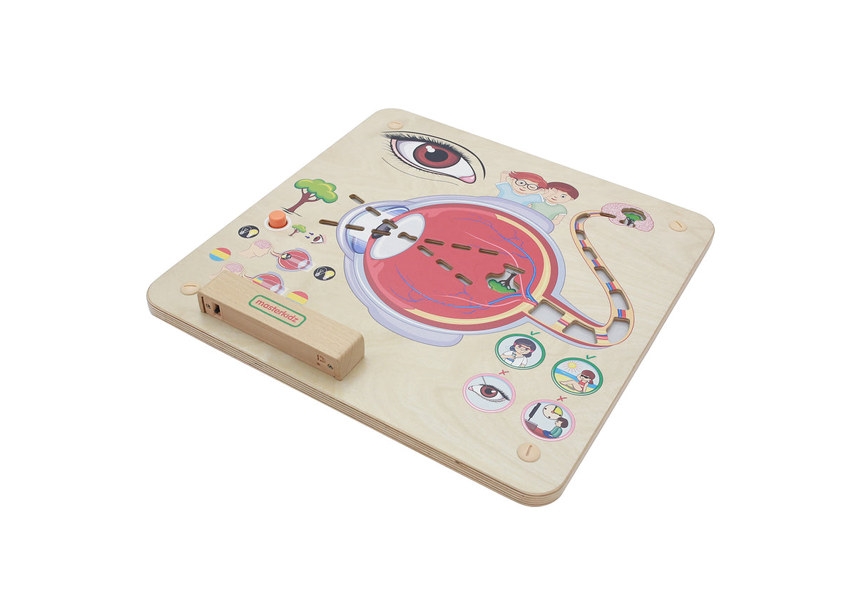 Quadro didático Sentido da visão