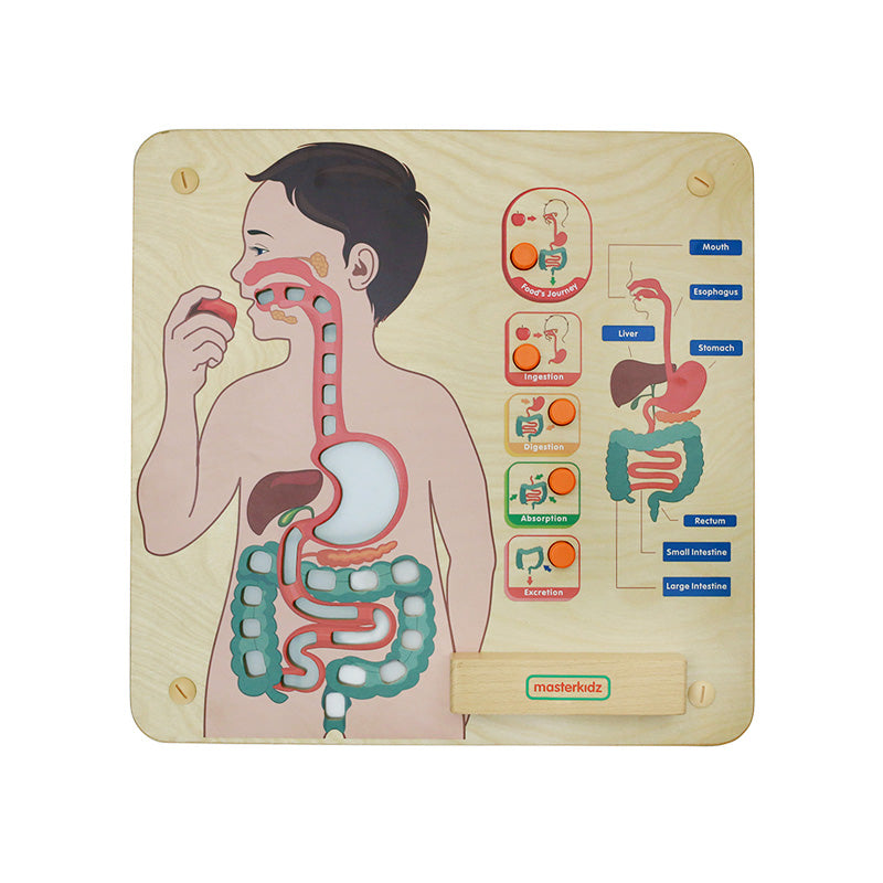 Quadro didático Sistema digestivo