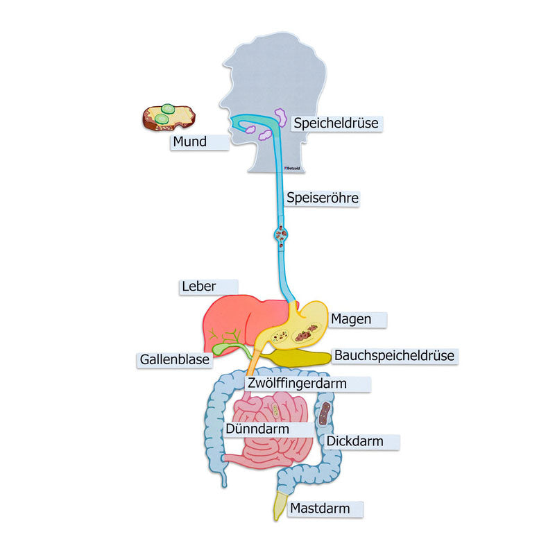 Modelo magnético del sistema digestivo
