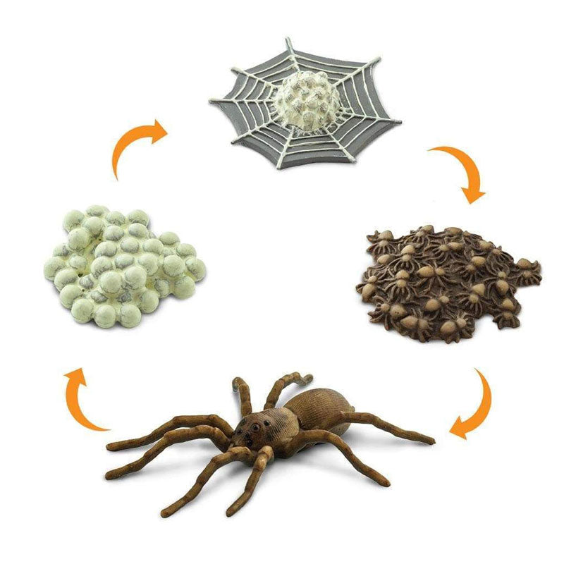 Ciclo de vida de la araña