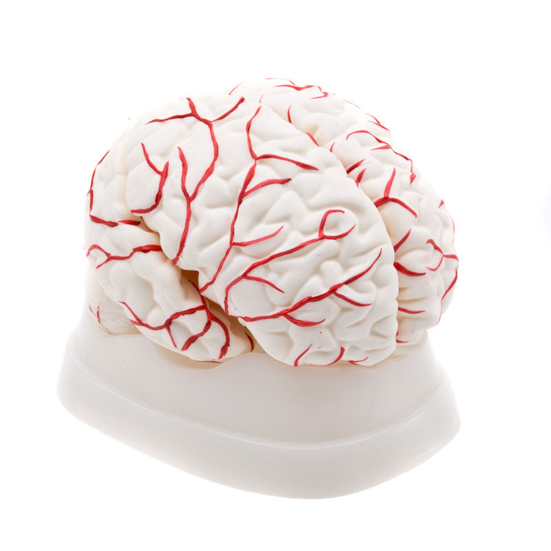 Modelo anatómico del cerebro humano, 8 partes.