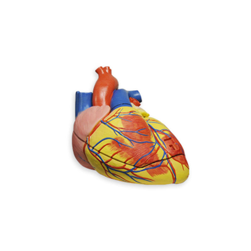 Modelo anatómico del corazón, ampliado 3 veces.