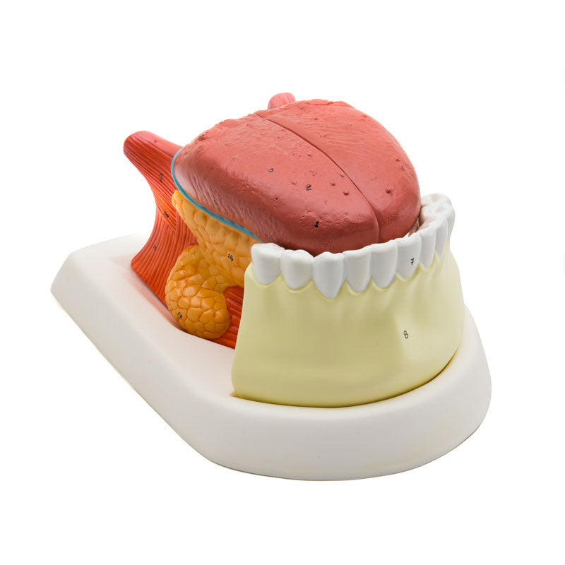 Modelo anatómico de la lengua