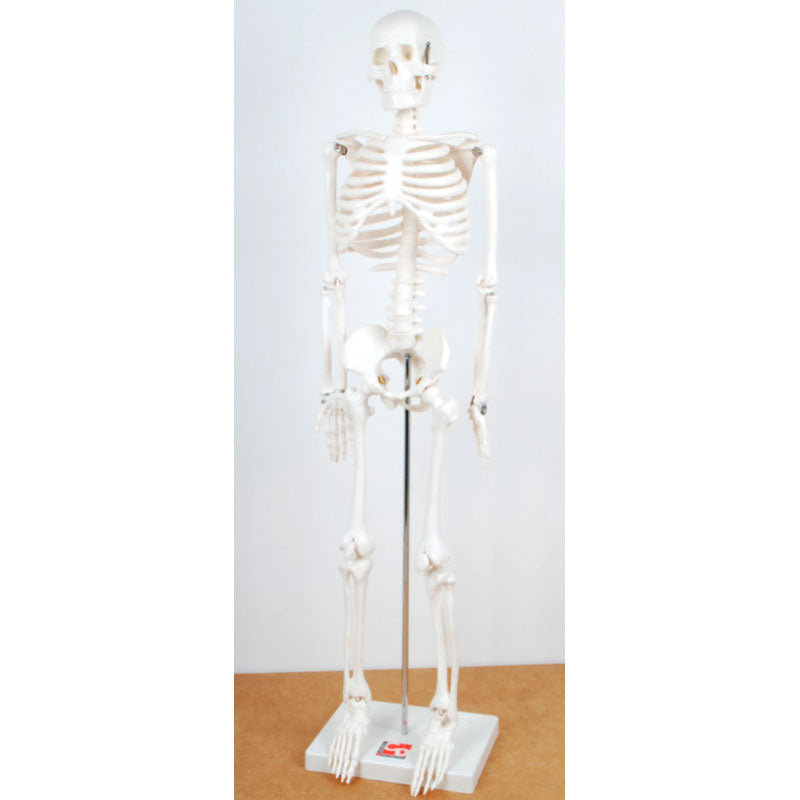 Mini esqueleto humano (altura 85 cm) - Sílaba