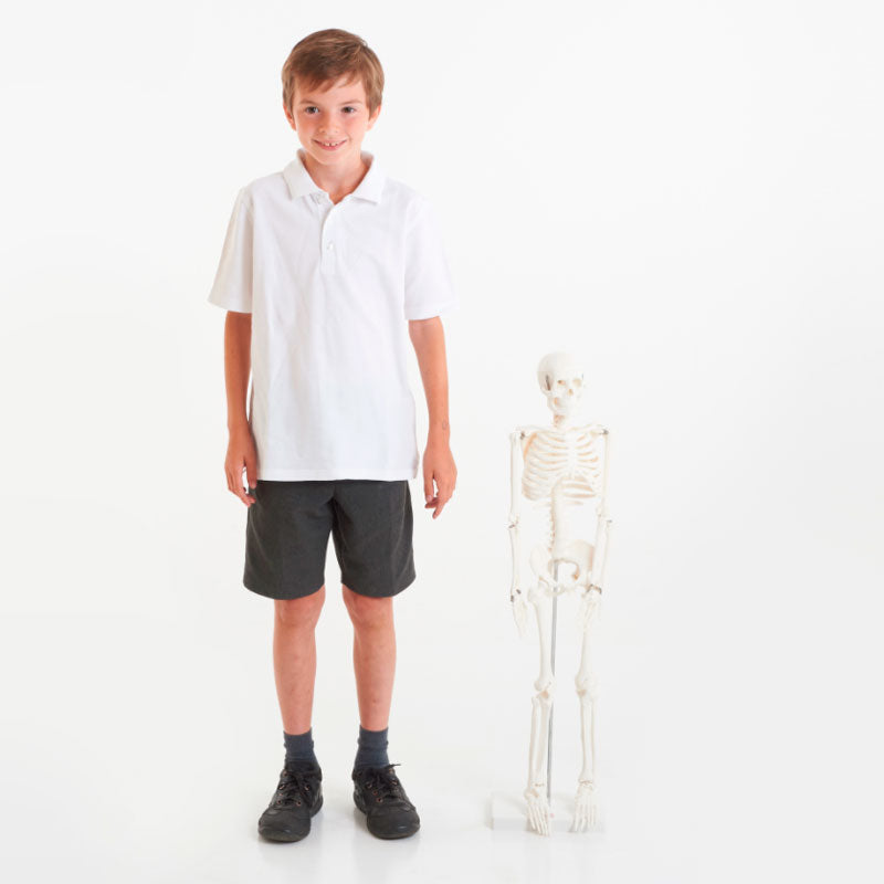 Mini esqueleto humano (altura 85 cm) - Sílaba
