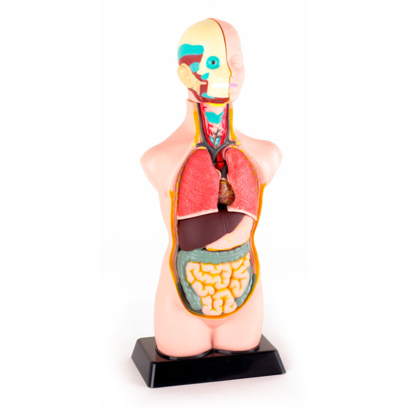 Mini torso humano 50 cm (11 partes) - Sílaba