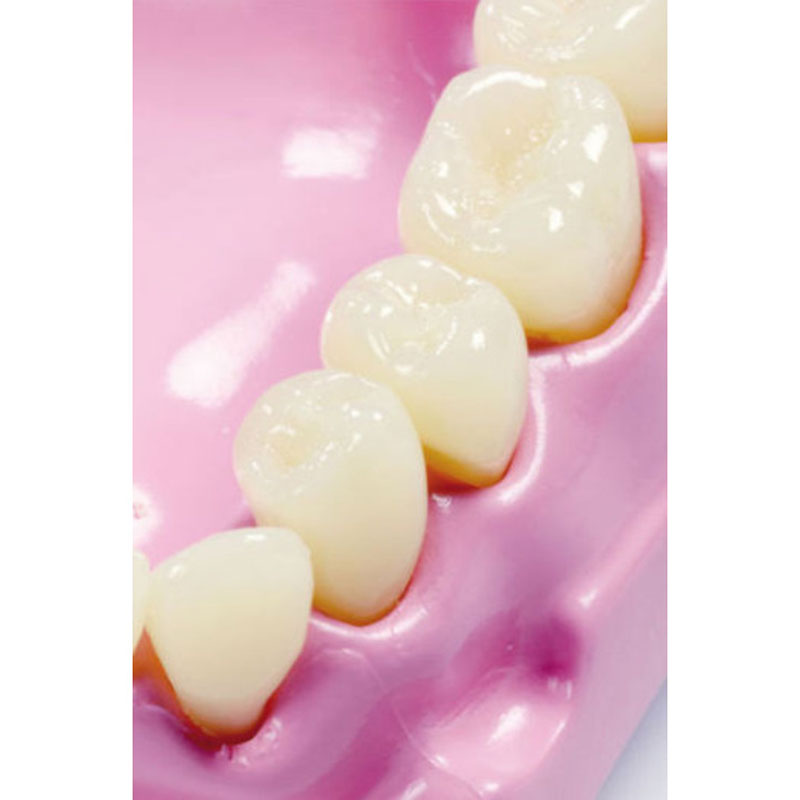 Anatomical model of teeth