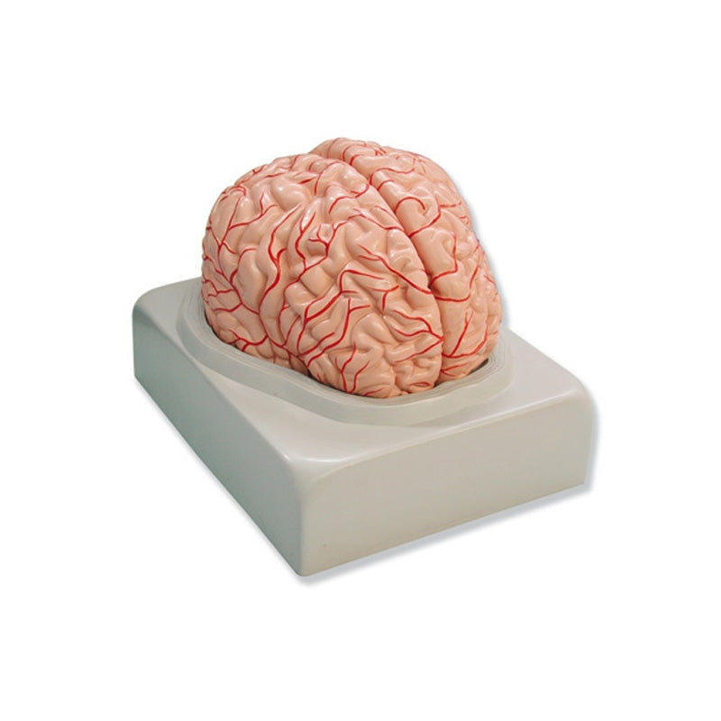 Modelo anatómico del cerebro humano (2 partes)