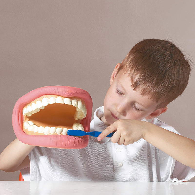 Modelo gigante de higiene dentária - Sílaba