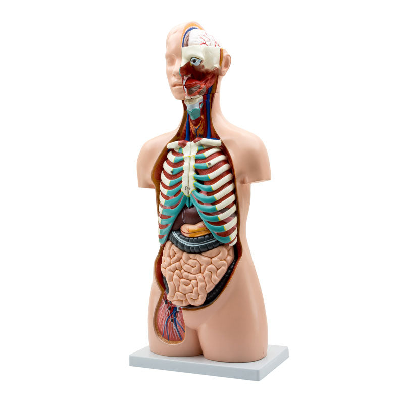Torso humano asexual, de tamaño natural, desmontable en 20 partes.
