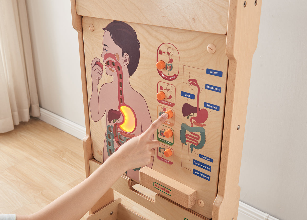Quadro didático Sistema digestivo