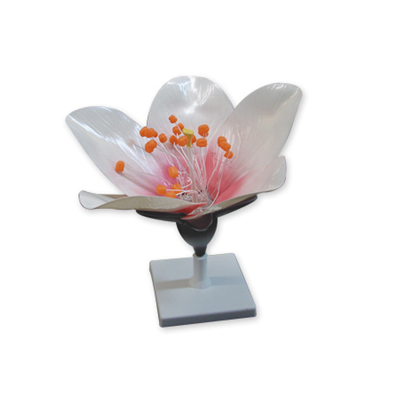 MA-Flor de durazno