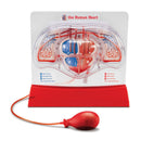 Modelo cardiovascular