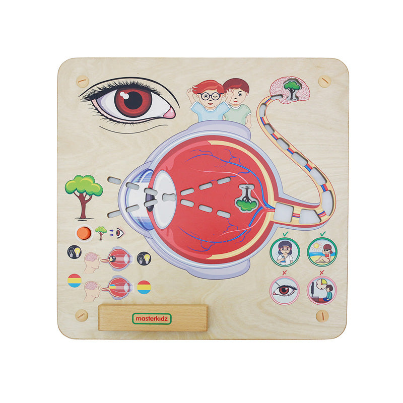 Quadro didático Sentido da visão