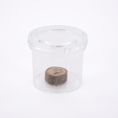 Visualizador de insectos standard com lupa de aumento 3X e base com régua