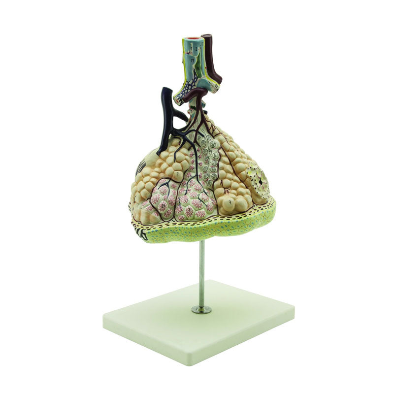 Modelo anatómico de los alvéolos pulmonares.