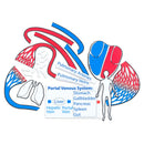 Modelo do aparelho circulatório magnético