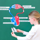 Modelo do aparelho circulatório magnético