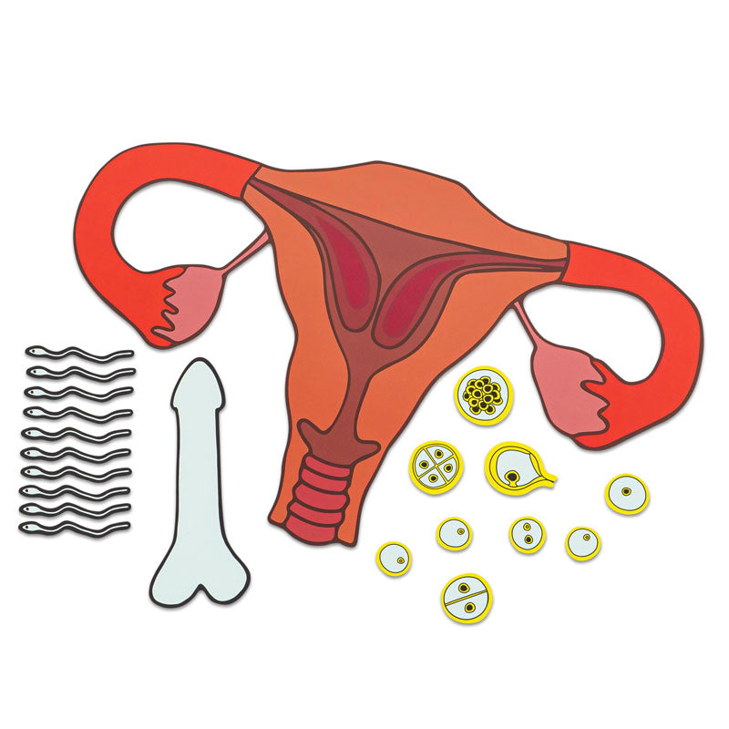 Modelo magnético del sistema reproductor humano