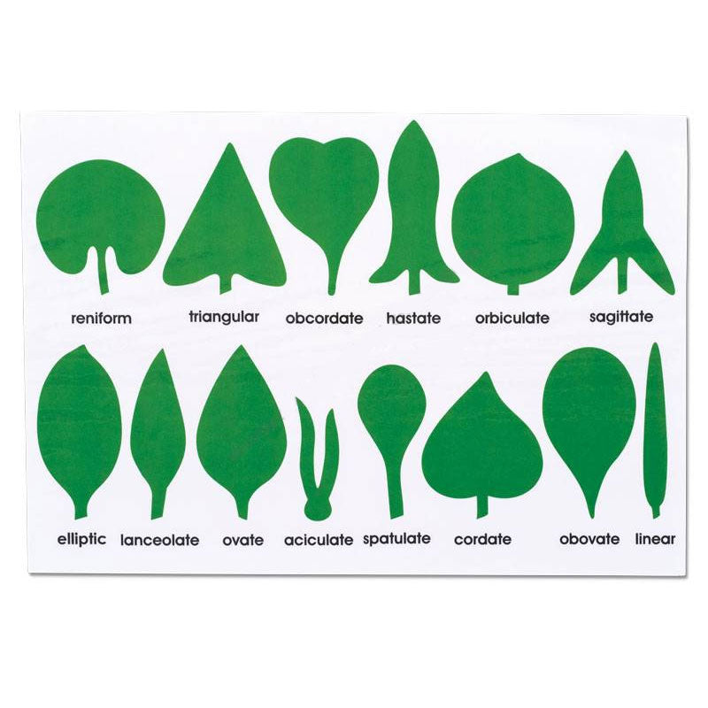 Cartões de controlo - Nomes das formas das folhas