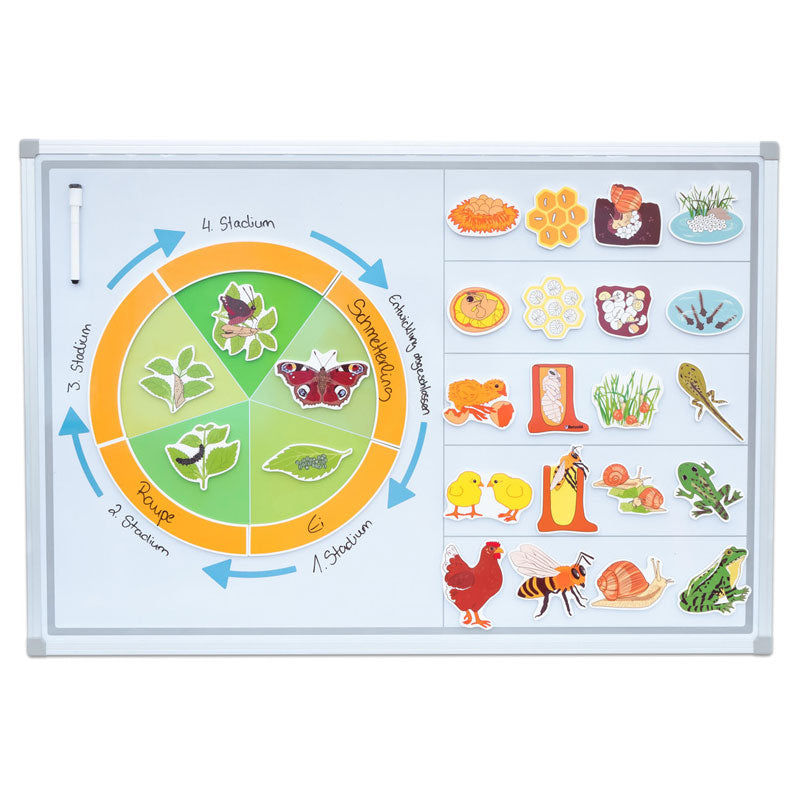 Ciclo da vida magnético para utilizar em quadro