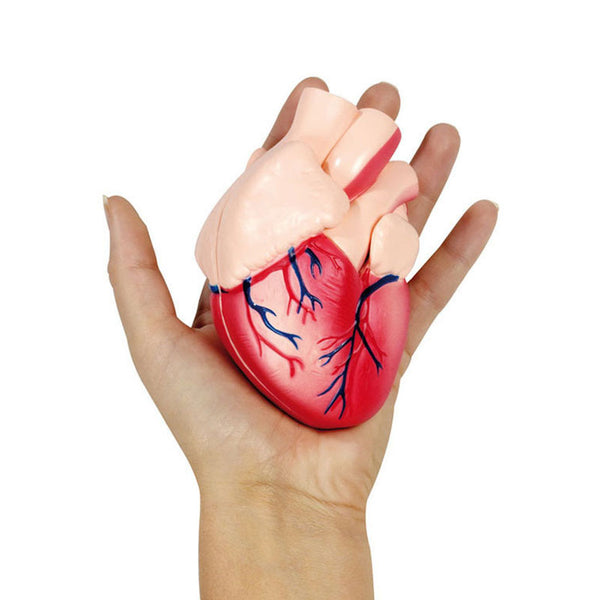 Modelo anatómico do coração tamanho real