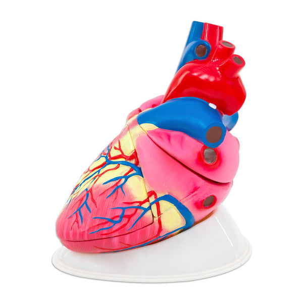 Modelo anatómico do coração