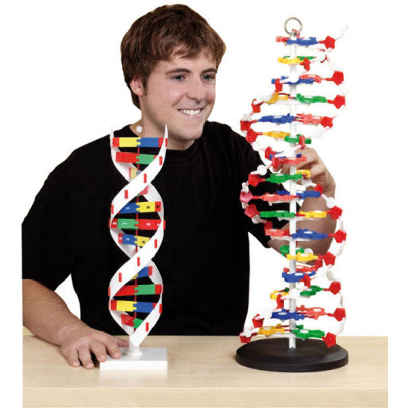 Modelo de DNA desmontável