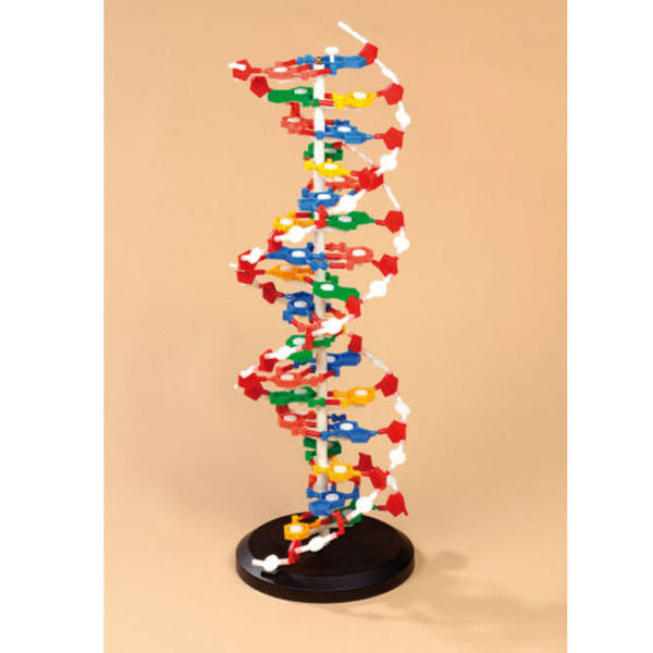 Modelo de DNA desmontável
