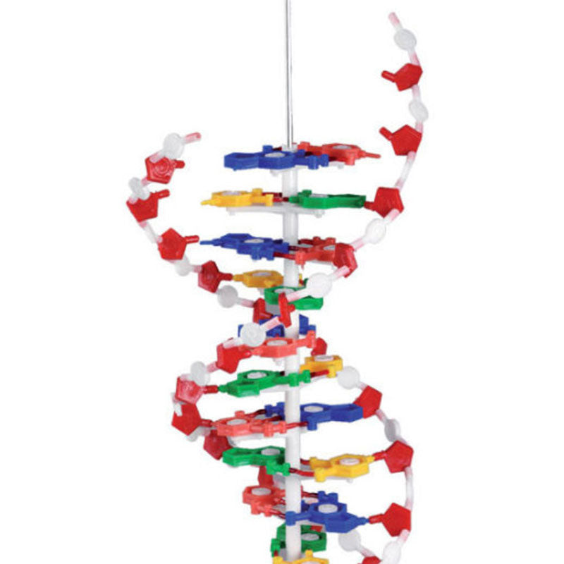 Modelo de DNA desmontável