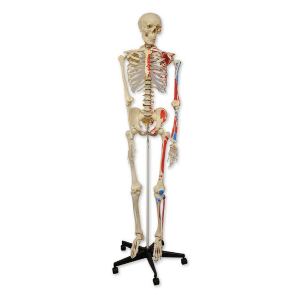 Esqueleto humano com músculos (180 cm)