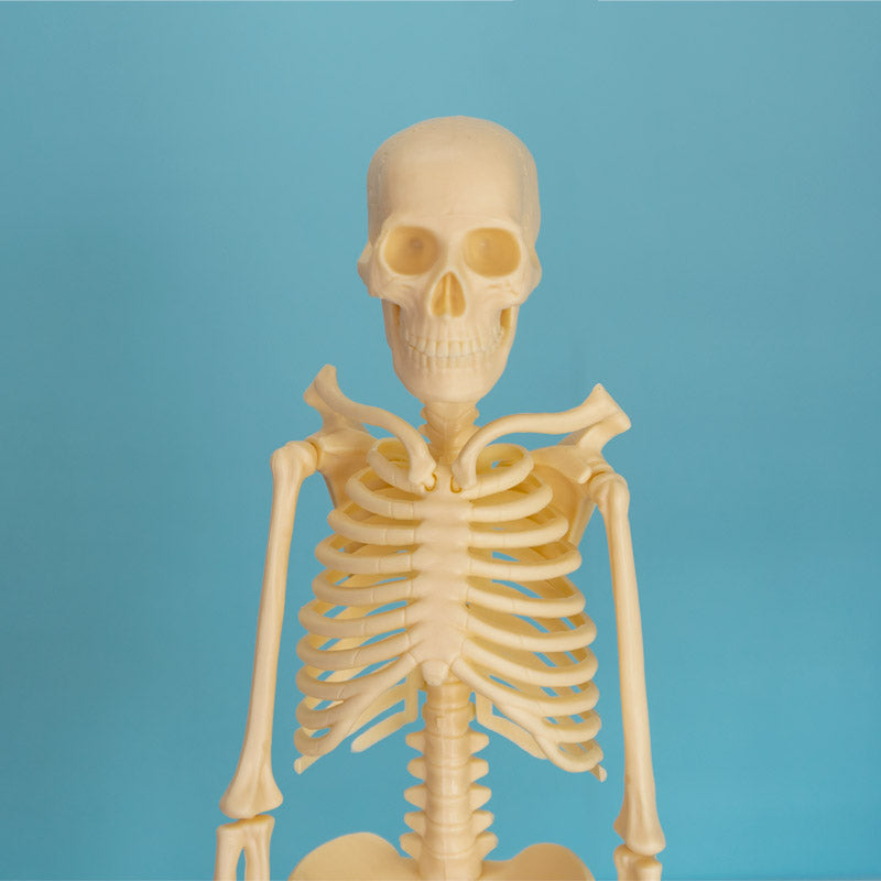 Mini esqueleto humano (altura 46 cm)