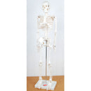 Mini esqueleto humano (altura 85 cm)