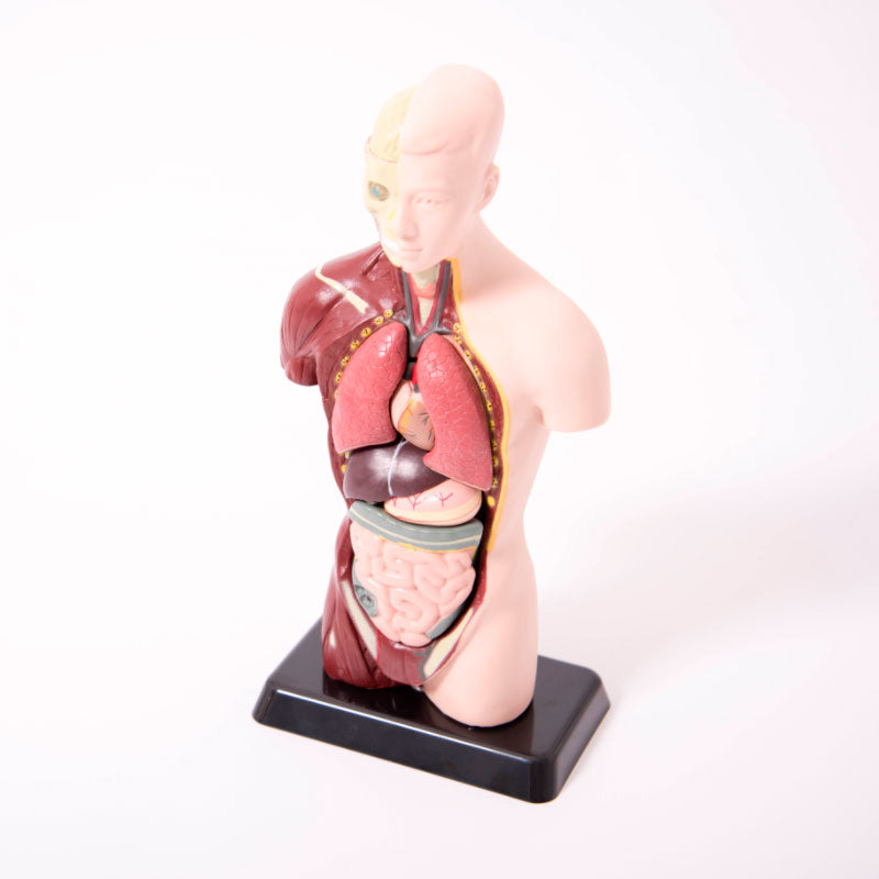 Mini torso humano desmontável em 8 partes