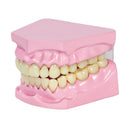 Anatomical model of teeth