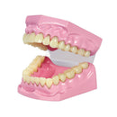 Anatomical model of teeth