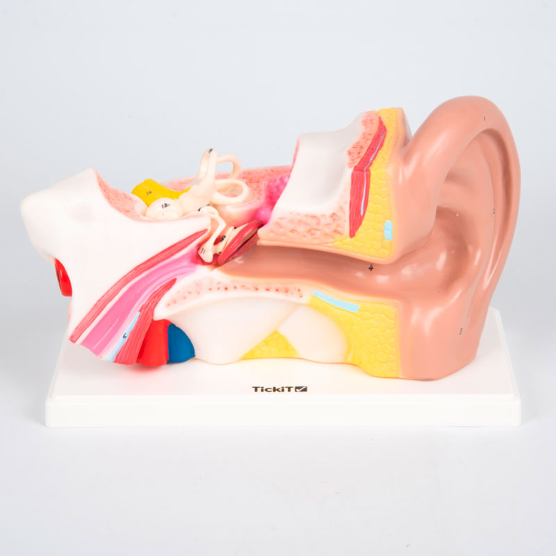 Modelo anatómico do ouvido aumentado 4X