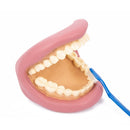 Modelo gigante de higiene dentária - Sílaba