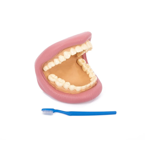 Modelo gigante de higiene dentária