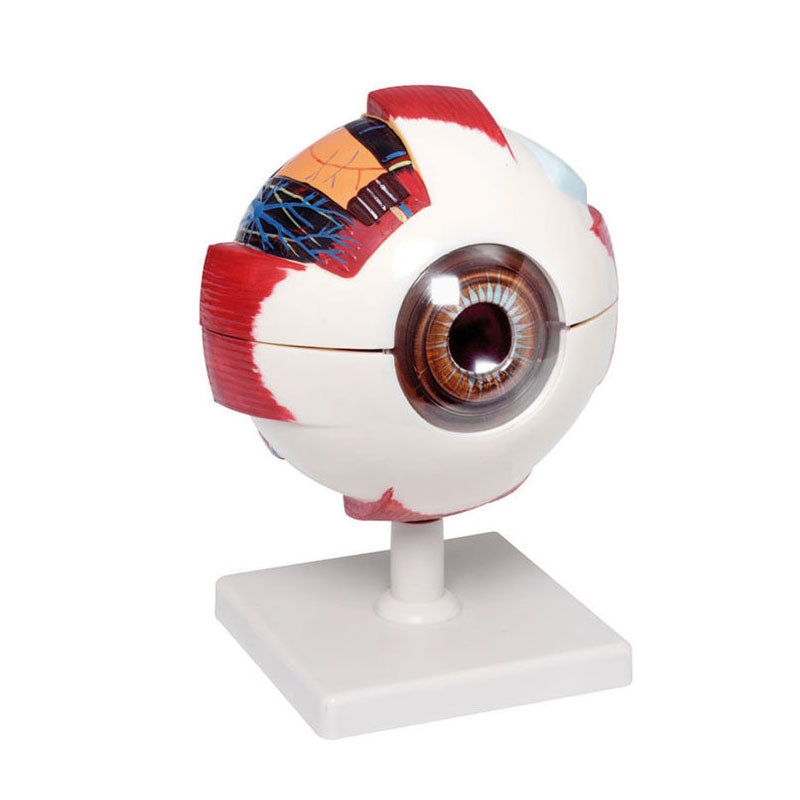 Modelo anatómico del ojo