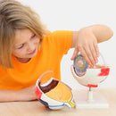 Modelo anatómico do olho