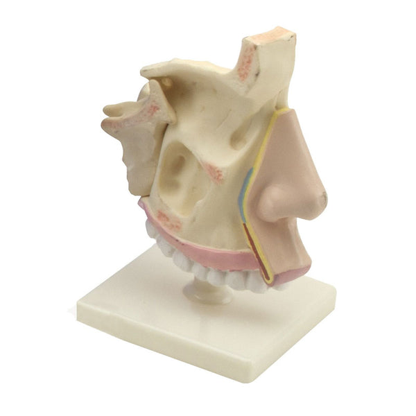 Modelo anatómico do nariz