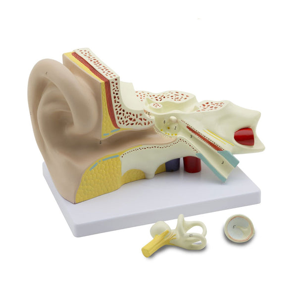 Modelo anatómico do ouvido aumentado 3X