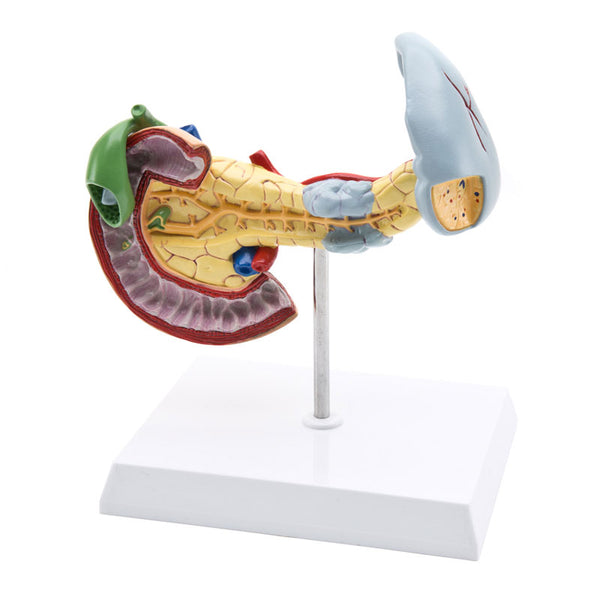 Modelo anatómico do pâncreas