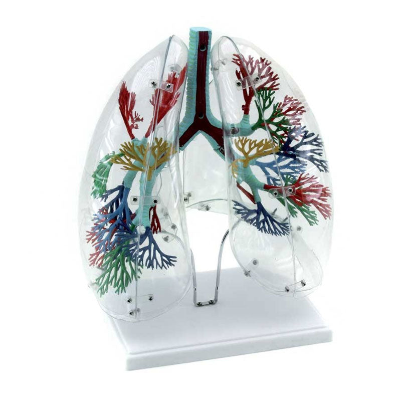 Modelo anatómico de los pulmones
