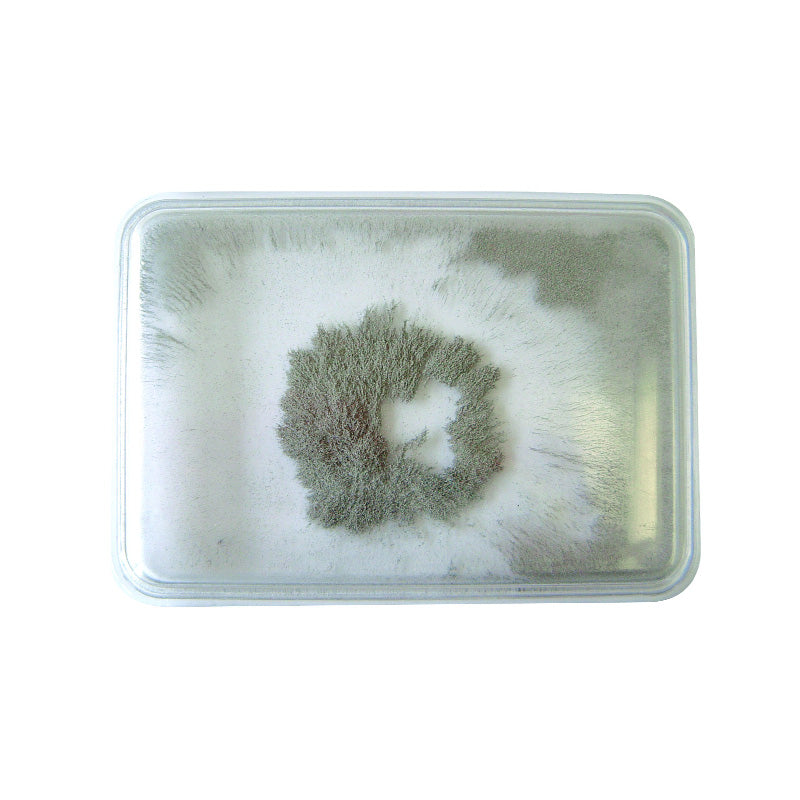 Contenedor transparente sellado con limaduras de hierro, 90x70x10 mm