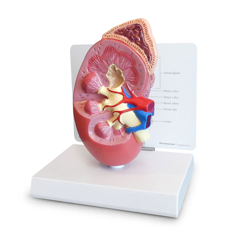 Modelo anatómico do rim normal