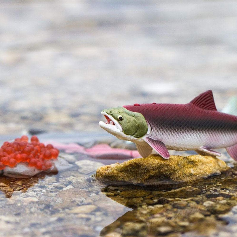 Ciclo da vida do salmão