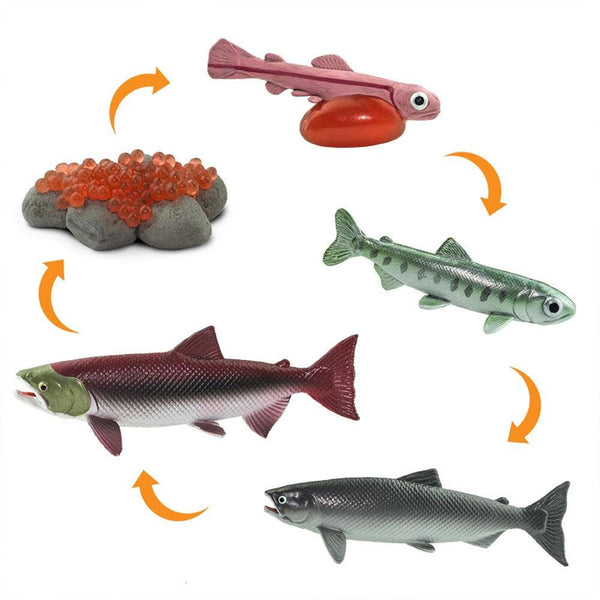 Ciclo da vida do salmão