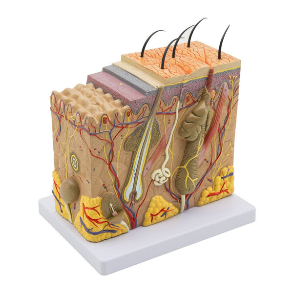 Modelo anatómico de secção da pele aumentada 70X
